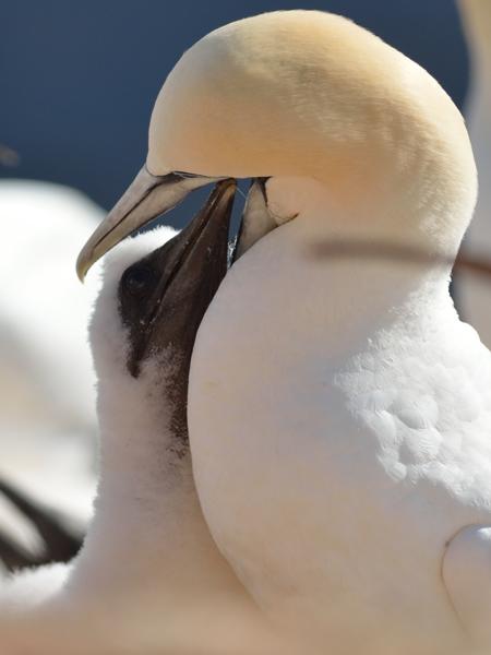 <h3><a href="/trips/helgoland/biota/animalia/chordata/aves/016 suliformes/002 sulidae/morus bassanus/morus bassanus-nl.html">Morus&nbsp;bassanus</a> / Northern&nbsp;gannet / Jan‑van‑gent</h3><p>Jonge jan-van-genten worden gevoed vanuit de krop van de ouders. </p>NIKON D7100 met AF-S Nikkor 300mm f/2.8G IF-ED VR II, 1/3200 sec  bij F4.5, ISO 250, afstand 7.94&nbsp;m